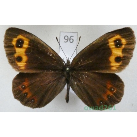 Erebia nerine Freyer, 1831 Russia96